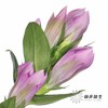 配花 | 龙胆花紫色 商品缩略图0
