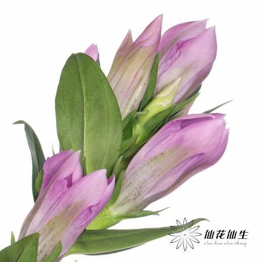 配花 | 龙胆花紫色 商品图0