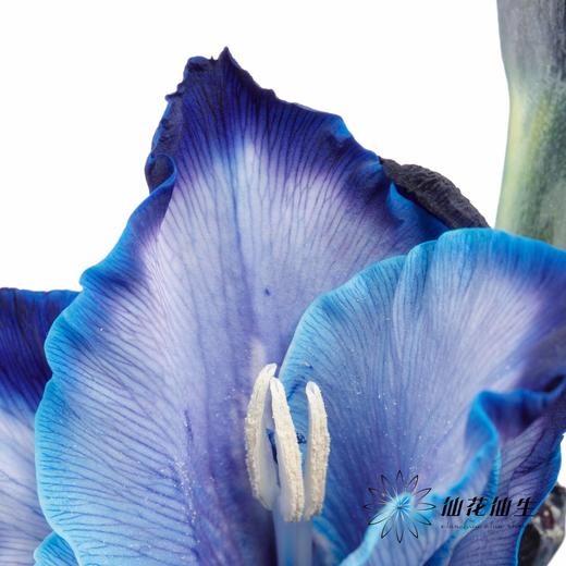 染色剑兰 | 午夜蓝(上色不一,介意慎拍) 商品图2