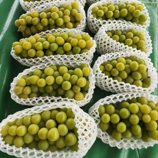 【深圳光明】阳光玫瑰葡萄 现摘现发 5斤装 商品图1