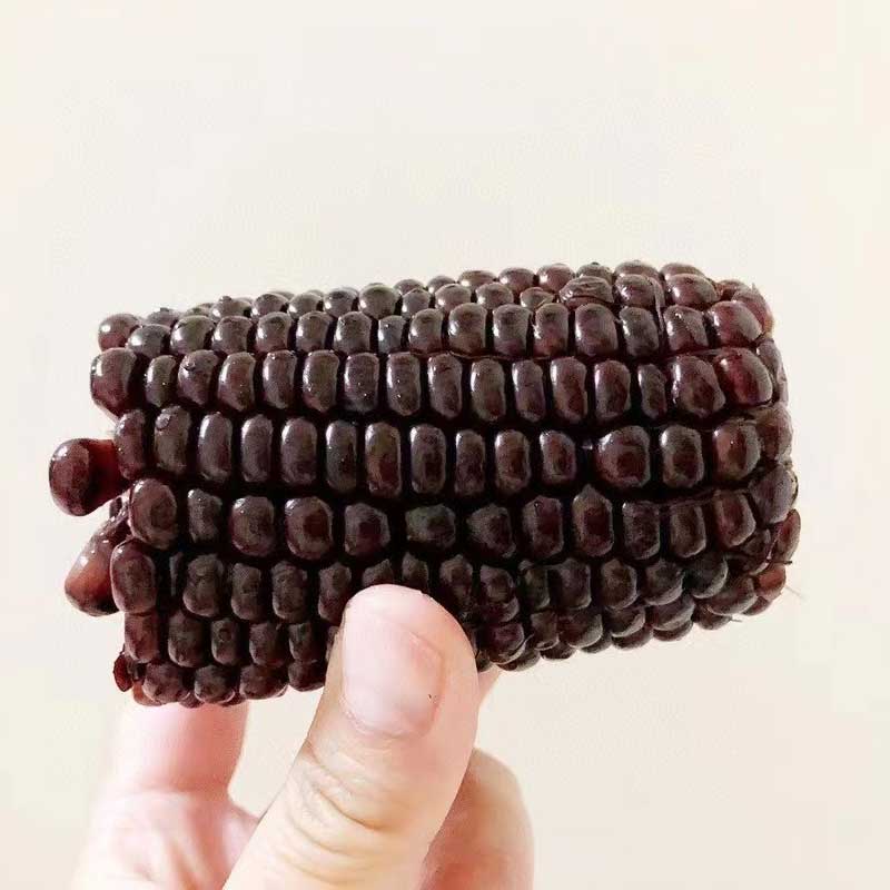 山西农家头茬大棒黑糯玉米