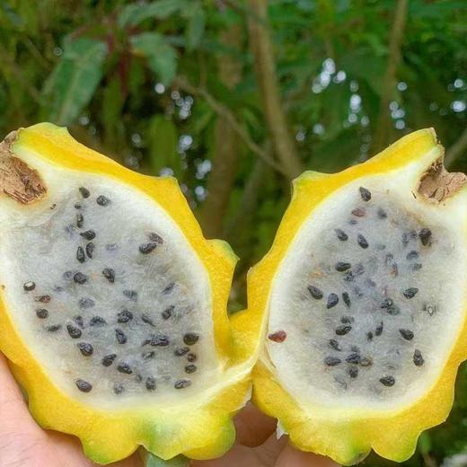 【顺丰】稀有海南燕窝果麒麟果甜如冰糖 滑如燕窝 商品图0