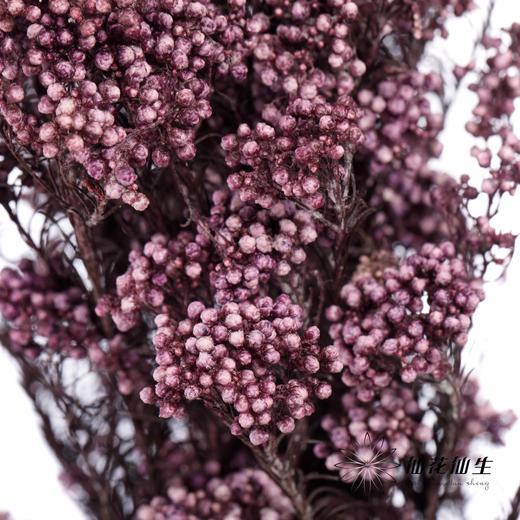 配花 | 米花紫色 商品图0