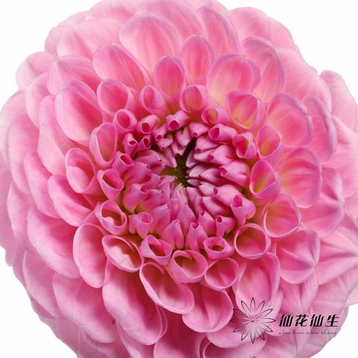 配花 | 大丽花绿野仙踪 商品图2