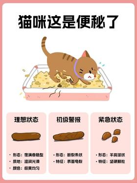 猫咪便秘干着急❓几招教你轻松应对