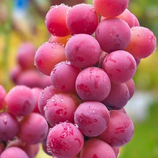 【BF】妮娜皇后129.8一斤 商品图1