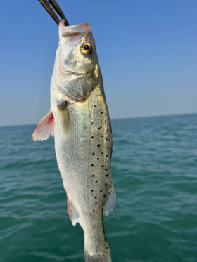 & 海钓鲈鱼 海钓货💦肉质鲜美细嫩活冻