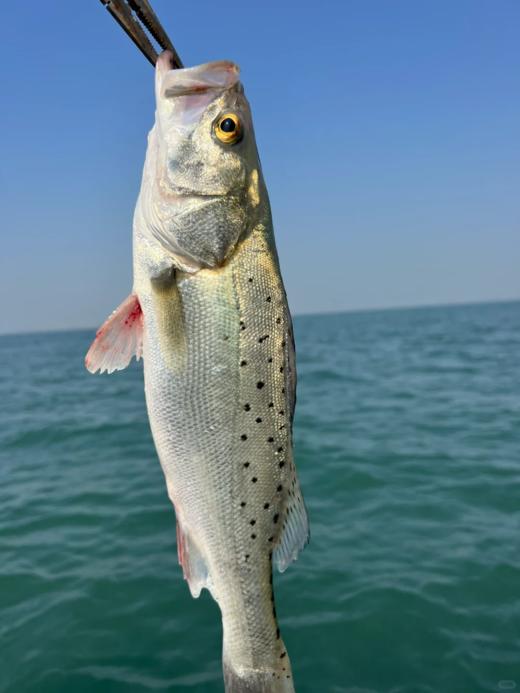 & 海钓鲈鱼 海钓货💦肉质鲜美细嫩活冻 商品图1