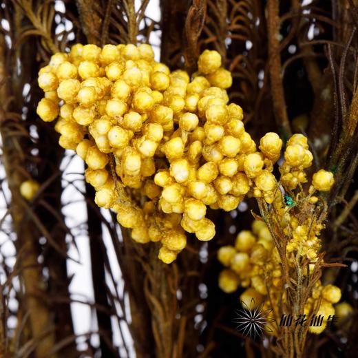 配花 | 米花黄色 商品图2