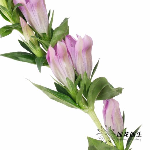 配花 | 龙胆花紫色 商品图4