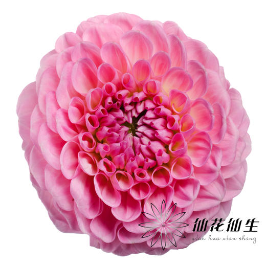 配花 | 大丽花绿野仙踪 商品图0