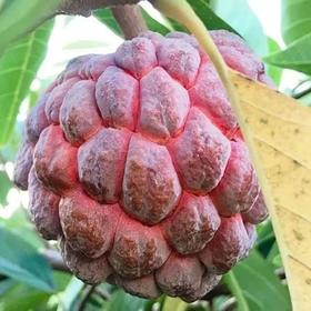 【玫瑰释迦】需催熟 顺丰空运 放软吃 香甜可口 色泽鲜艳 颜色靓丽 味浓香醇 回味无穷 2种规格任选