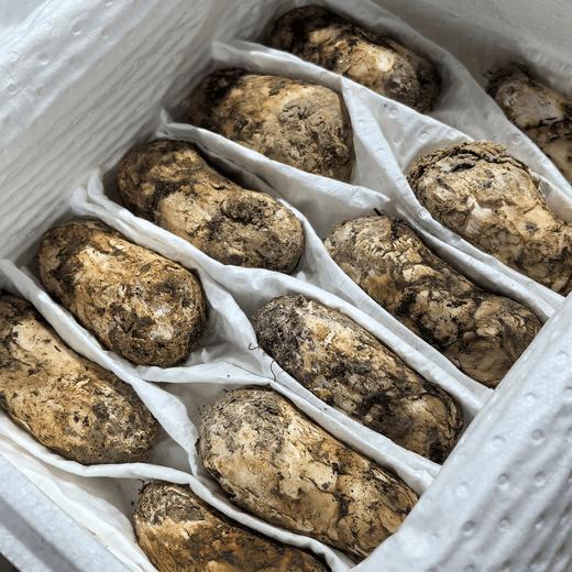 【长轻优选】香格里拉新鲜野松茸 顺丰包邮 商品图2