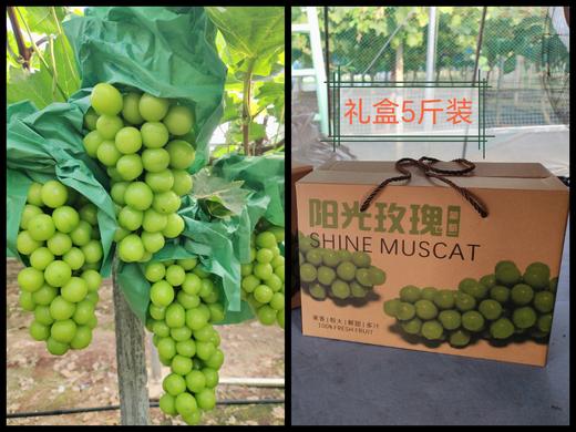 阳光玫瑰5斤礼盒【NB】 商品图0