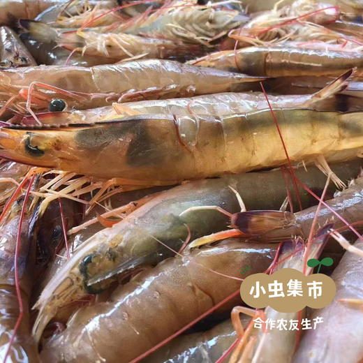 【6盒起发】野生活冻海虾组合 | 合作农友生产，来自福建漳州东山岛，生产者：许智强 *【公平贸易农人定价】 商品图14