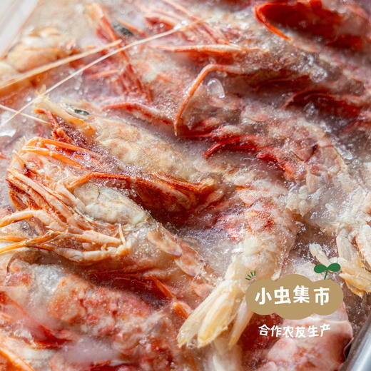 【6盒起发】野生活冻海虾组合 | 合作农友生产，来自福建漳州东山岛，生产者：许智强 *【公平贸易农人定价】 商品图3