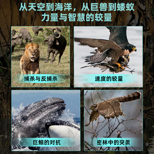 猎捕：动物世界生存之战 BBC同名纪录片书籍 商品图4