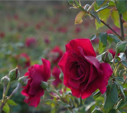 【玫瑰花醋】百年发酵技艺  不添加香精  花香馥郁   酸酸甜甜  380ml/瓶*10瓶 商品图6
