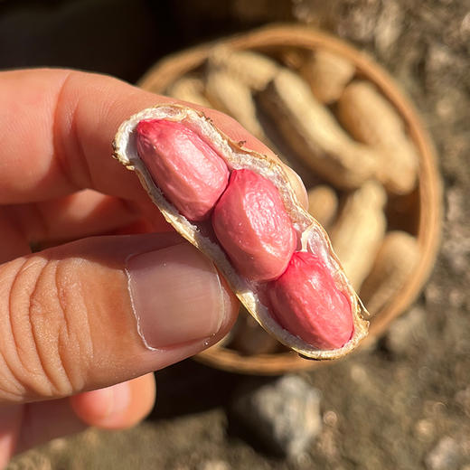 密云自家基地种植红皮鲜花生500g  每日现刨  颗粒饱满紧实  鲜嫩可口  花生味浓郁 商品图5