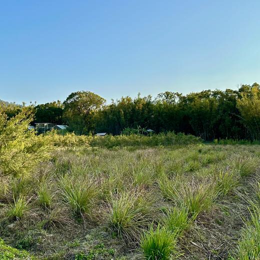 新品【茶树薄荷纯露漱口水】嘴巴香香|牙龈健康|除了纯露再无任何添加|口腔干净一百分|生态种植0农残 商品图2