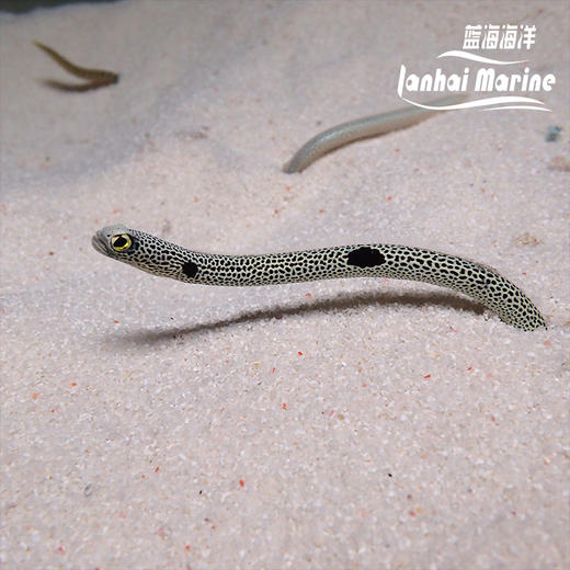 花园鳗 商品图3