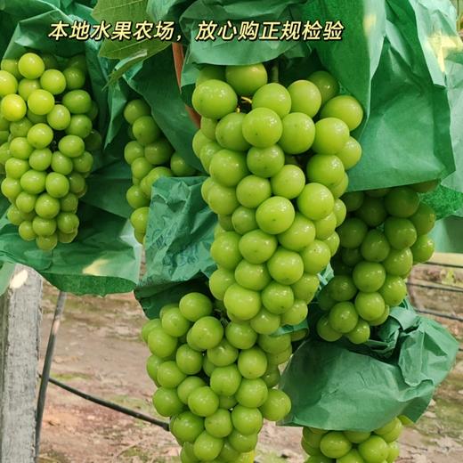 阳光玫瑰5斤礼盒【NB】 商品图1