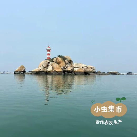 【6盒起发】野生活冻海虾组合 | 合作农友生产，来自福建漳州东山岛，生产者：许智强 *【公平贸易农人定价】 商品图6