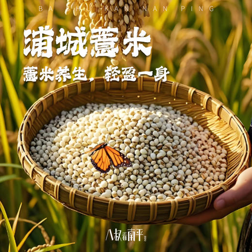 新米浦城官路山薏米五谷杂粮苡仁国家地理标志农家薏米 商品图0