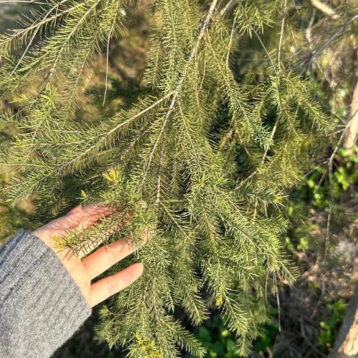 新品【茶树薄荷纯露漱口水】嘴巴香香|牙龈健康|除了纯露再无任何添加|口腔干净一百分|生态种植0农残 商品图5