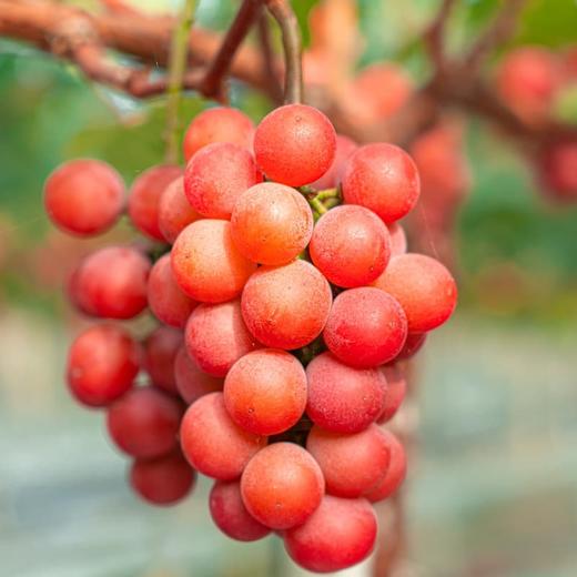 【妮娜皇后葡萄】一口封神！巨甜无酸！一果五味！⁣青苹果+巨峰+‎红酒+‫草莓+玫瑰，吃完整个人像“香妃”一样 ~ 商品图3