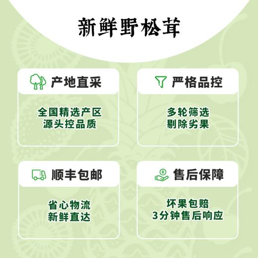 【长轻优选】香格里拉新鲜野松茸 顺丰包邮 商品图1