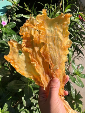 & 深海鳕鱼胶，日常补血滋养，胶原体胶质丰富，高蛋白营养高养颜佳品👍