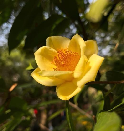 羊毛闪电团||1罐78，2罐只要88【逐南味】东方金花茶 珍惜如金 东方之韵 清新自然 顺滑回甘 被低估的养生花茶 商品图9