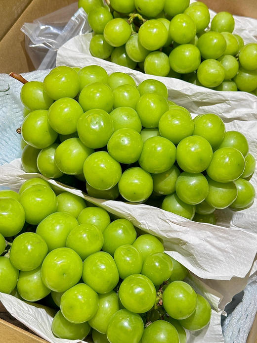 【产地直采】9.9元2斤  晴王葡萄（4斤起售） 商品图3