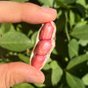 密云自家基地种植红皮鲜花生500g  每日现刨  颗粒饱满紧实  鲜嫩可口  花生味浓郁 商品缩略图2