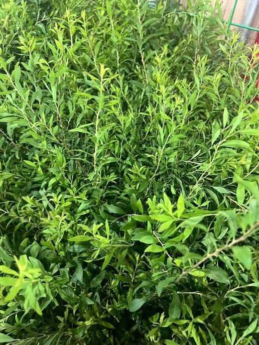 同城甄选精品花材花边雪柳叶一扎 商品图6