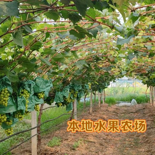 阳光玫瑰5斤礼盒【NB】 商品图2