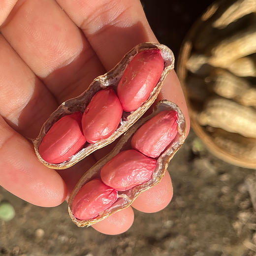 密云自家基地种植红皮鲜花生500g  每日现刨  颗粒饱满紧实  鲜嫩可口  花生味浓郁 商品图8