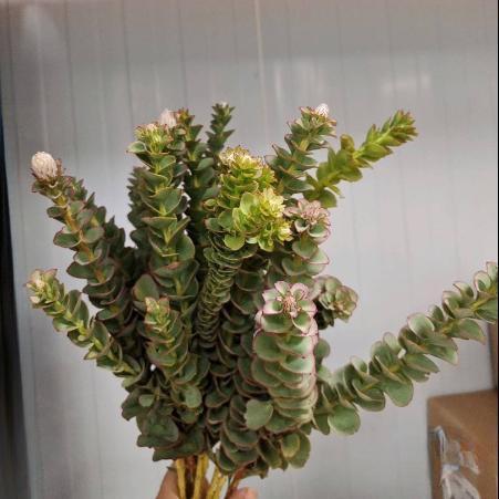 南非进口花材啪拉花1扎 商品图1