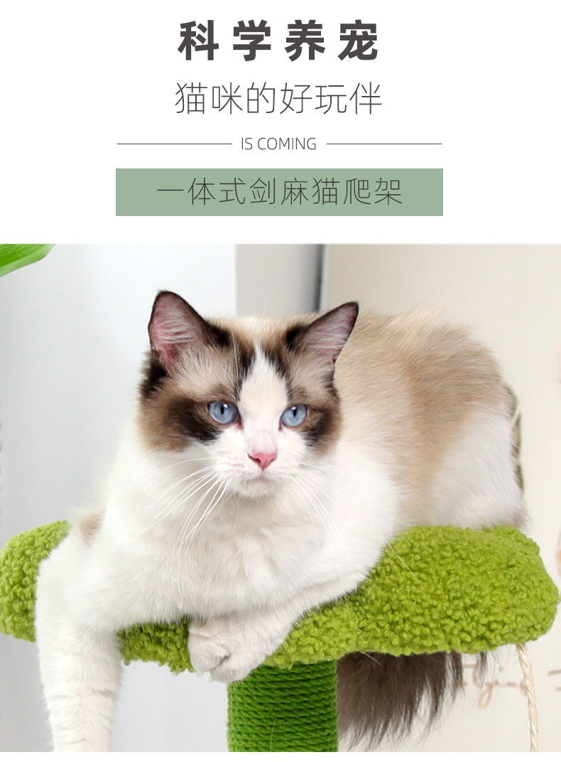 猫树爬架_03