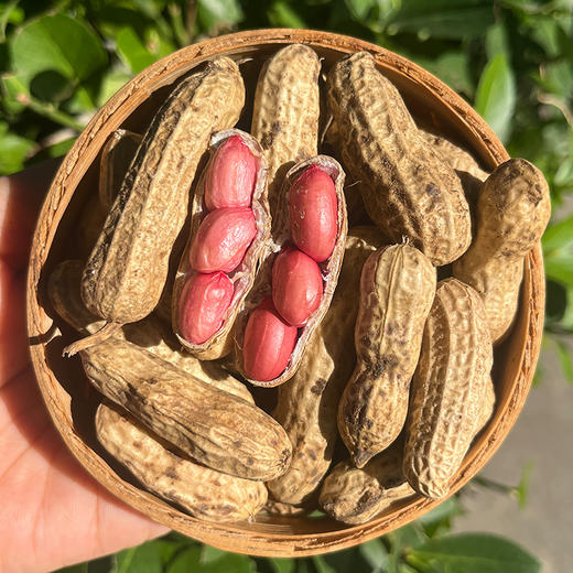 密云自家基地种植红皮鲜花生500g  每日现刨  颗粒饱满紧实  鲜嫩可口  花生味浓郁 商品图3