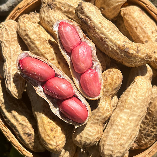 密云自家基地种植红皮鲜花生500g  每日现刨  颗粒饱满紧实  鲜嫩可口  花生味浓郁 商品图1