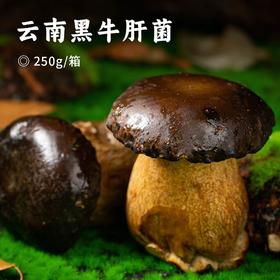 云南黑牛肝菌 | 来自高原自然生态 新鲜采摘 个大饱满肉质肥厚 脆嫩爽口有嚼劲