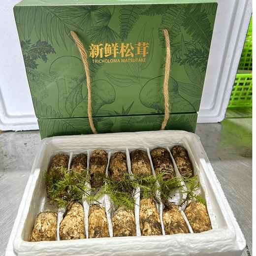【长轻优选】香格里拉新鲜野松茸 顺丰包邮 商品图4