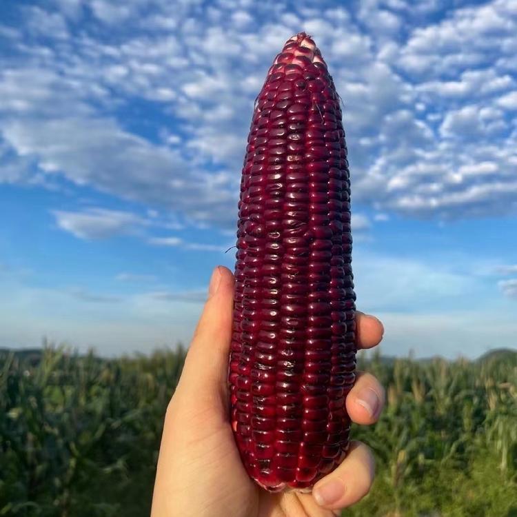 西域美农 山西黑糯玉米 颗粒饱满，香甜软糯，皮薄无渣 富含花青素 真空包装 申通快递
