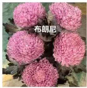 小菊 | 牡丹菊布朗尼【人工吸染，有色差，慎重下单】