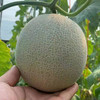 【海南好物】冰淇淋网纹瓜   4.5斤/8斤 商品缩略图5