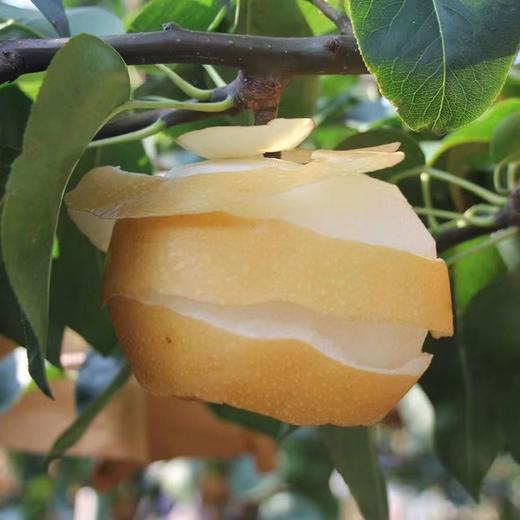 中秋好礼！【水嫩清脆，果肉细腻无渣！】莱阳秋月梨礼盒装 新鲜时令水果 山东冰糖梨子 孕妇水果 员工福利 整箱包邮 现摘现发-QB 商品图1