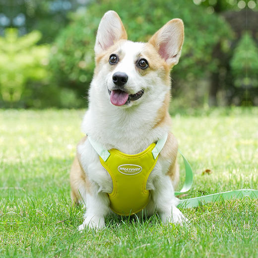 夏季新款狗狗牵引绳马卡龙双拼撞色宠物胸背带可调节背心式遛狗绳 商品图1