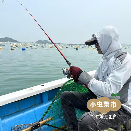 【6盒起发】野生活冻海虾组合 | 合作农友生产，来自福建漳州东山岛，生产者：许智强 *【公平贸易农人定价】 商品图7